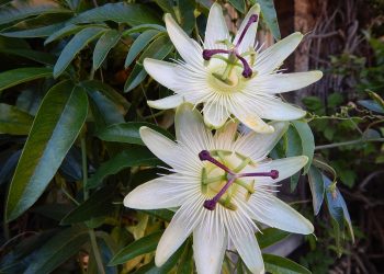 Passion flowers with green leaves in a garden setting.