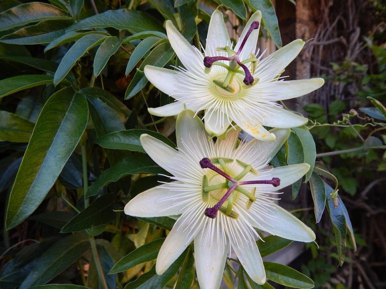 Passion flowers with green leaves in a garden setting.