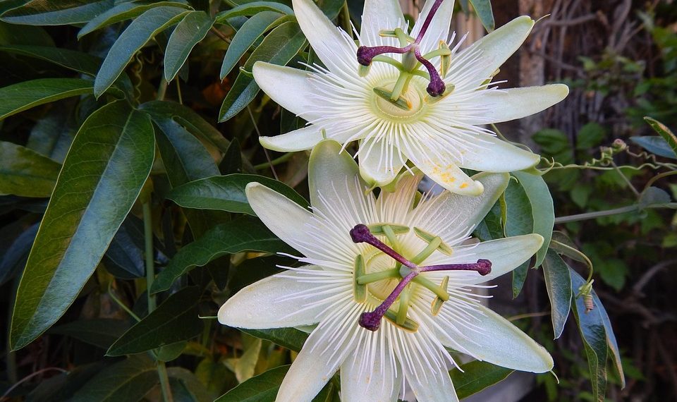 Passion flowers with green leaves in a garden setting.