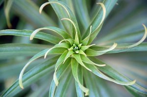 Spiral pattern of green succulent plant leaves.