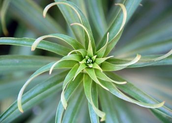 Spiral pattern of green succulent plant leaves.