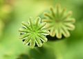 Seed pods with star-shaped tops in bright green focus.