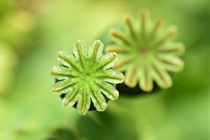 Seed pods with star-shaped tops in bright green focus.