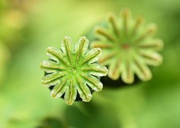 Seed pods with star-shaped tops in bright green focus.