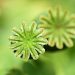 Seed pods with star-shaped tops in bright green focus.