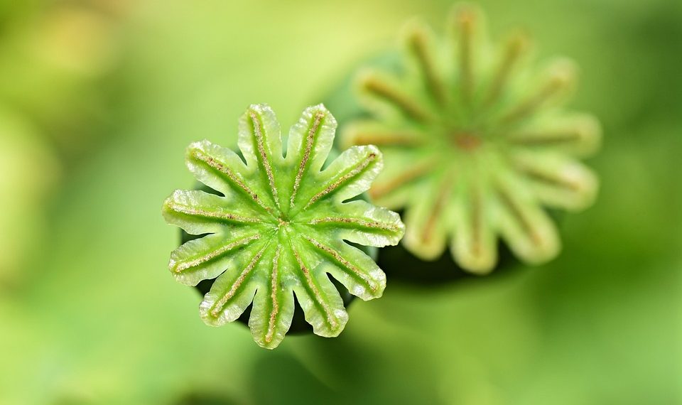 Seed pods with star-shaped tops in bright green focus.