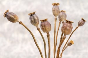 Dried poppy seed heads with stems against a neutral background.