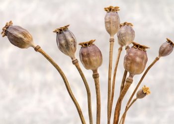 Dried poppy seed heads with stems against a neutral background.