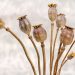 Dried poppy seed heads with stems against a neutral background.