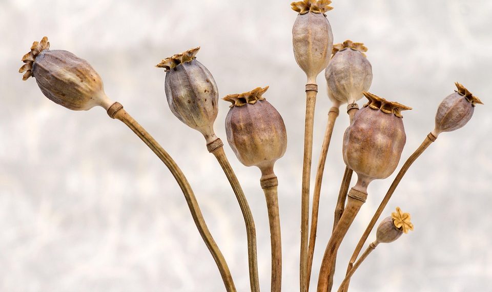 Dried poppy seed heads with stems against a neutral background.