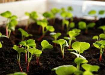 Young seedlings sprouting in nutrient-rich soil garden bed.