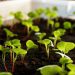 Young seedlings sprouting in nutrient-rich soil garden bed.