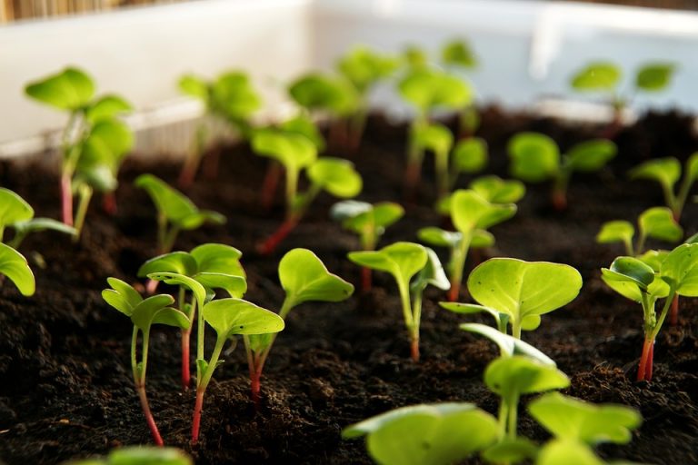 Young seedlings sprouting in nutrient-rich soil garden bed.