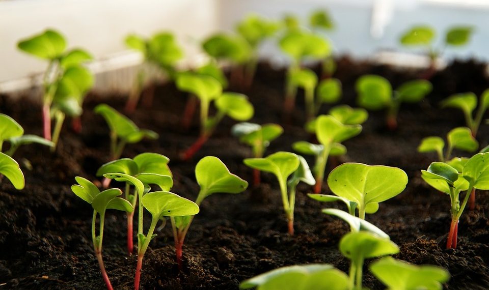 Young seedlings sprouting in nutrient-rich soil garden bed.