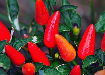 Red chili peppers growing on green plant.