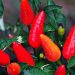 Red chili peppers growing on green plant.