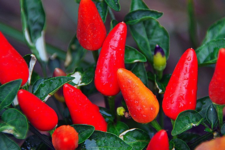 Red chili peppers growing on green plant.
