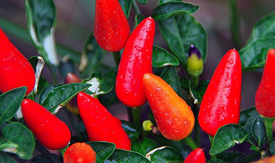 Red chili peppers growing on green plant.