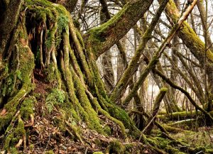 Moss-covered roots and branches intertwined in a dense forest setting.