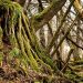 Moss-covered roots and branches intertwined in a dense forest setting.