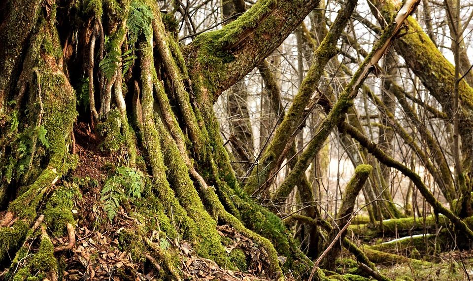 Moss-covered roots and branches intertwined in a dense forest setting.