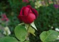Single red rose bud in a garden background.