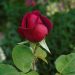 Single red rose bud in a garden background.
