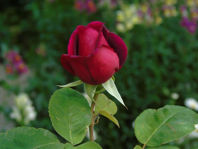 Single red rose bud in a garden background.
