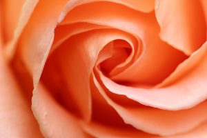 Soft peach rose petals in a spiral close-up.