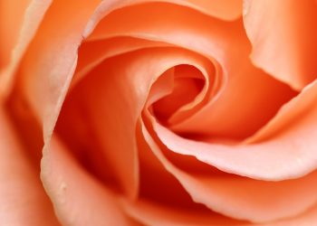 Soft peach rose petals in a spiral close-up.