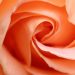 Soft peach rose petals in a spiral close-up.
