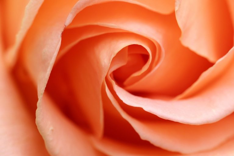 Soft peach rose petals in a spiral close-up.