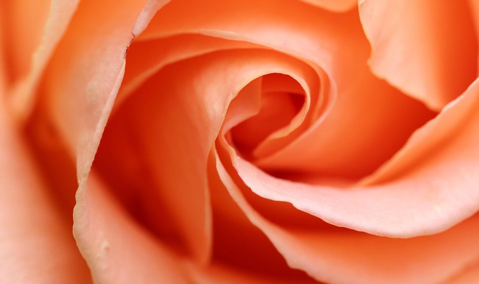 Soft peach rose petals in a spiral close-up.