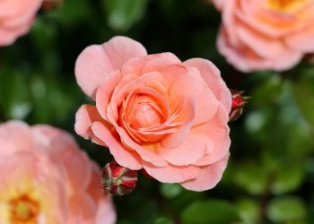 Blooming pink rose with lush green leaves.