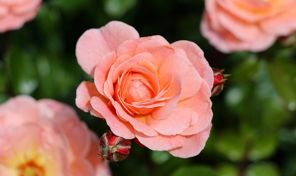 Blooming pink rose with lush green leaves.