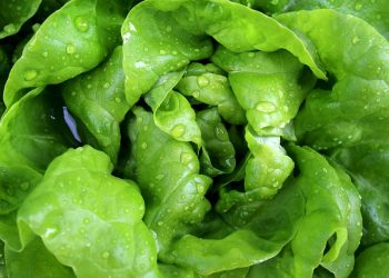 Fresh green lettuce leaves with water droplets.