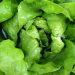Fresh green lettuce leaves with water droplets.