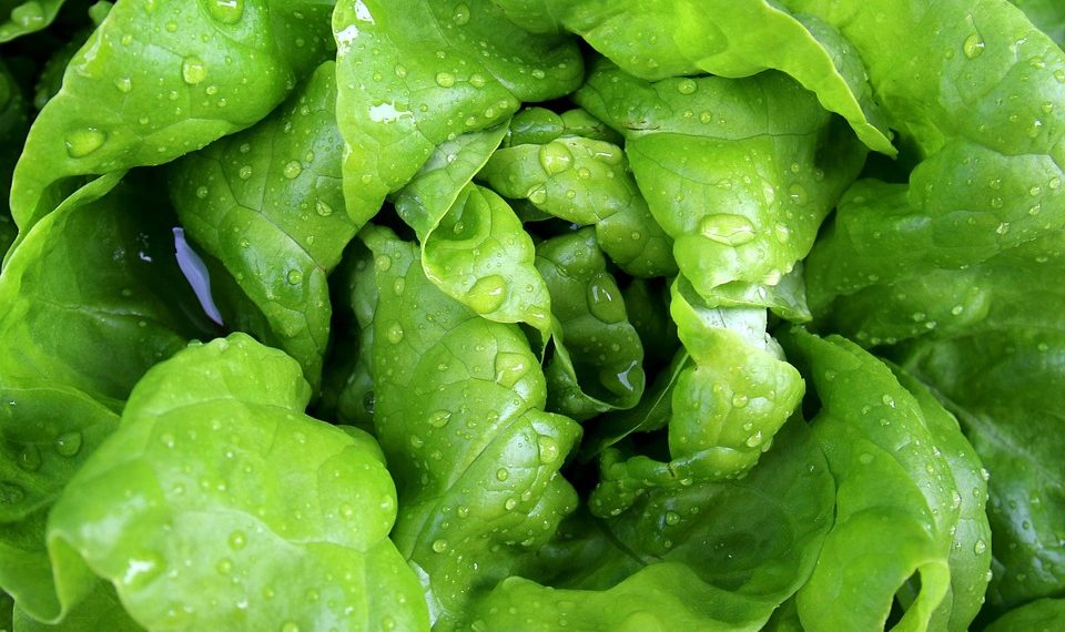 Fresh green lettuce leaves with water droplets.