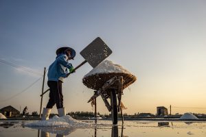 Salt farmer shoveling salt at sunrise in a salt field.