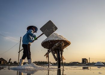 Salt farmer shoveling salt at sunrise in a salt field.
