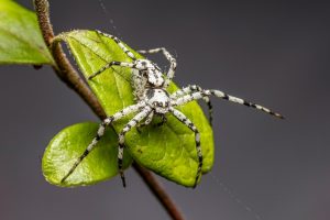 White spider on green leaves, detailed focus on body and legs.