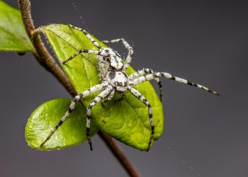 White spider on green leaves, detailed focus on body and legs.