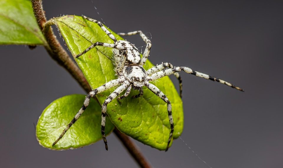 White spider on green leaves, detailed focus on body and legs.