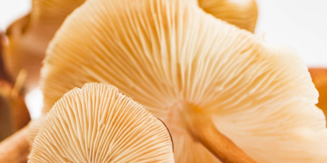 Lion’s Mane mushroom gills with fine texture displayed in a close-up.