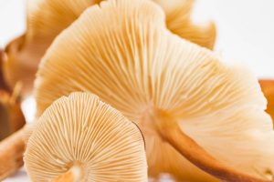 Lion’s Mane mushroom gills with fine texture displayed in a close-up.