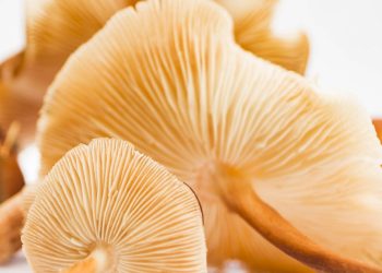 Lion’s Mane mushroom gills with fine texture displayed in a close-up.