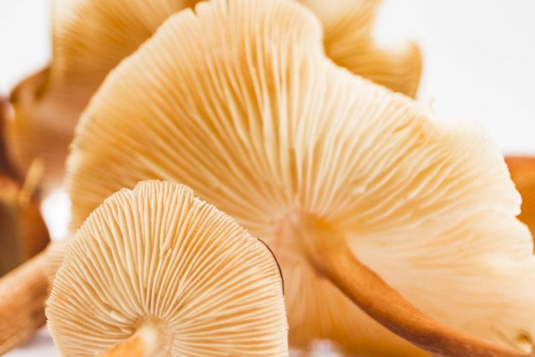 Lion’s Mane mushroom gills with fine texture displayed in a close-up.