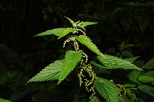 Stinging nettle plant with sharp leaves and tiny flowers.