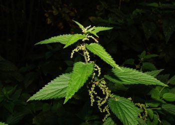 Stinging nettle plant with sharp leaves and tiny flowers.