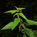 Stinging nettle plant with sharp leaves and tiny flowers.